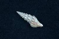 藏品(白瘤捲管螺)的圖片